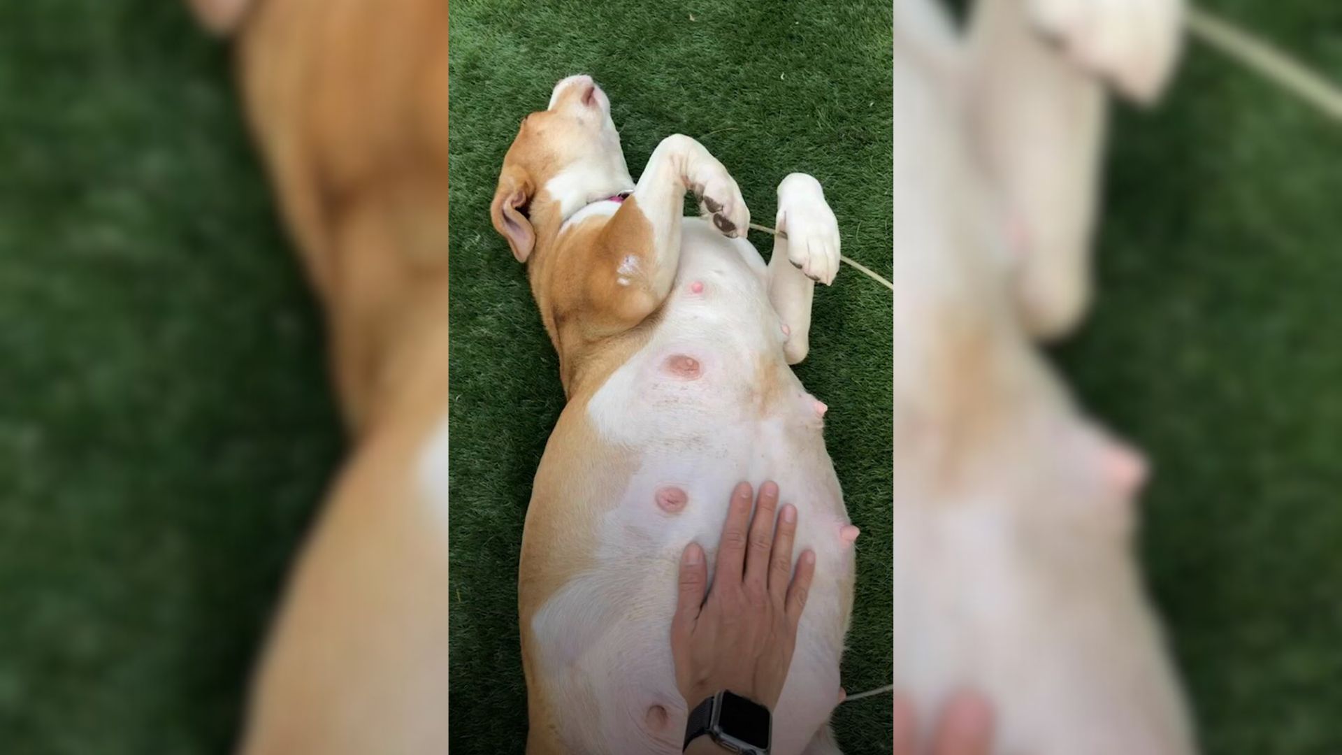 This Pregnant Pittie Was Almost Euthanized Before Being Saved By Her Foster Mom