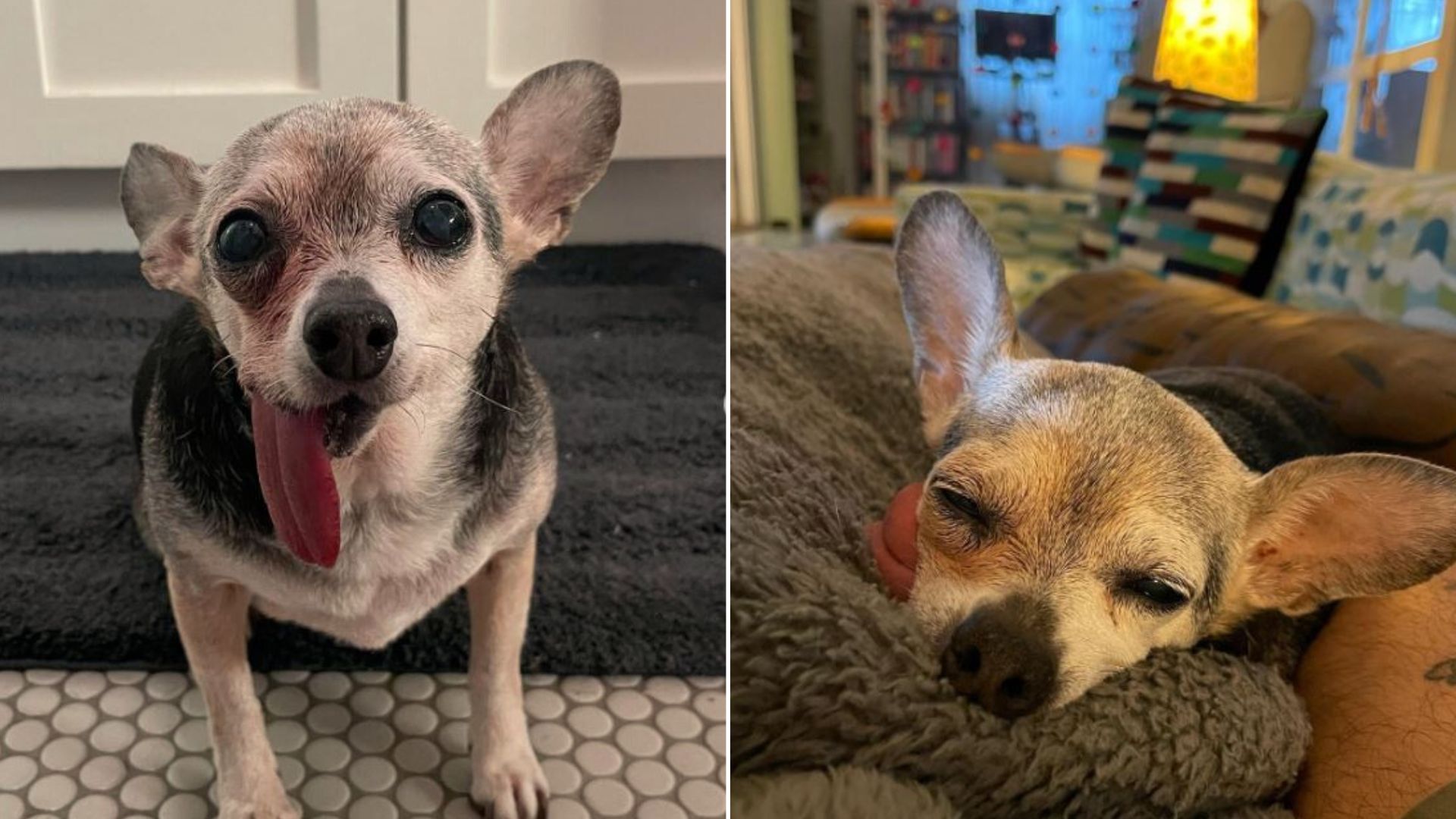 an older chihuahua with his tongue sticking out