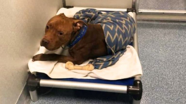shelter dog in the bed