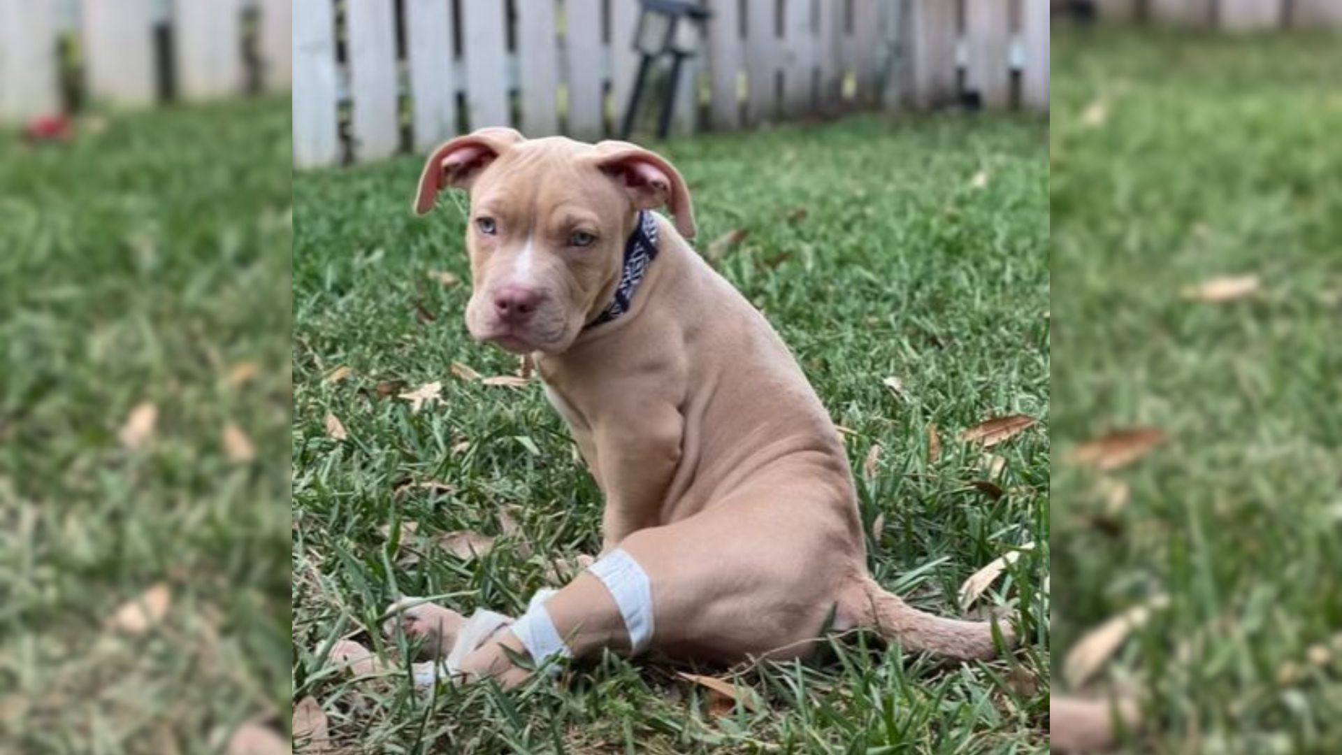 Puppy Found Abandoned In A Public Restroom Unable To Walk