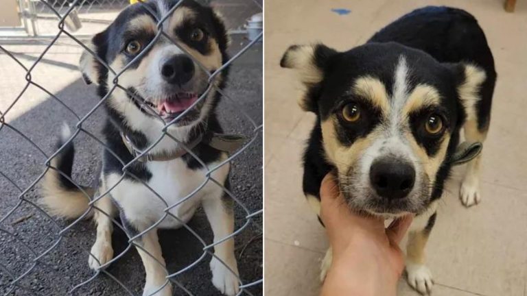 cute dog sitting near fence