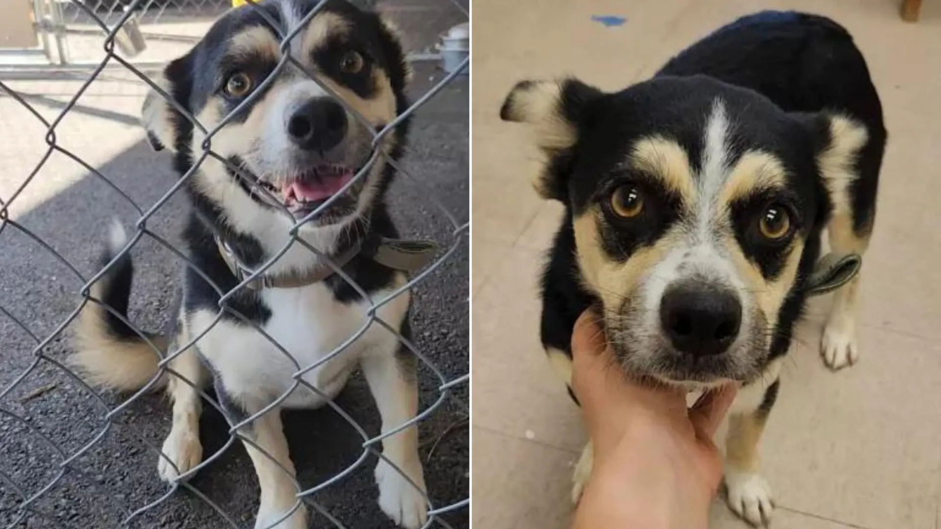 cute dog sitting near fence