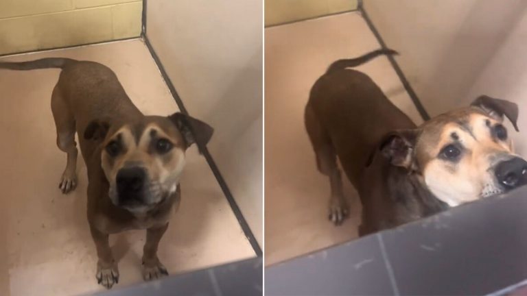 sad dog