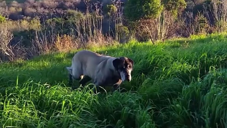 scared stray dog in grass