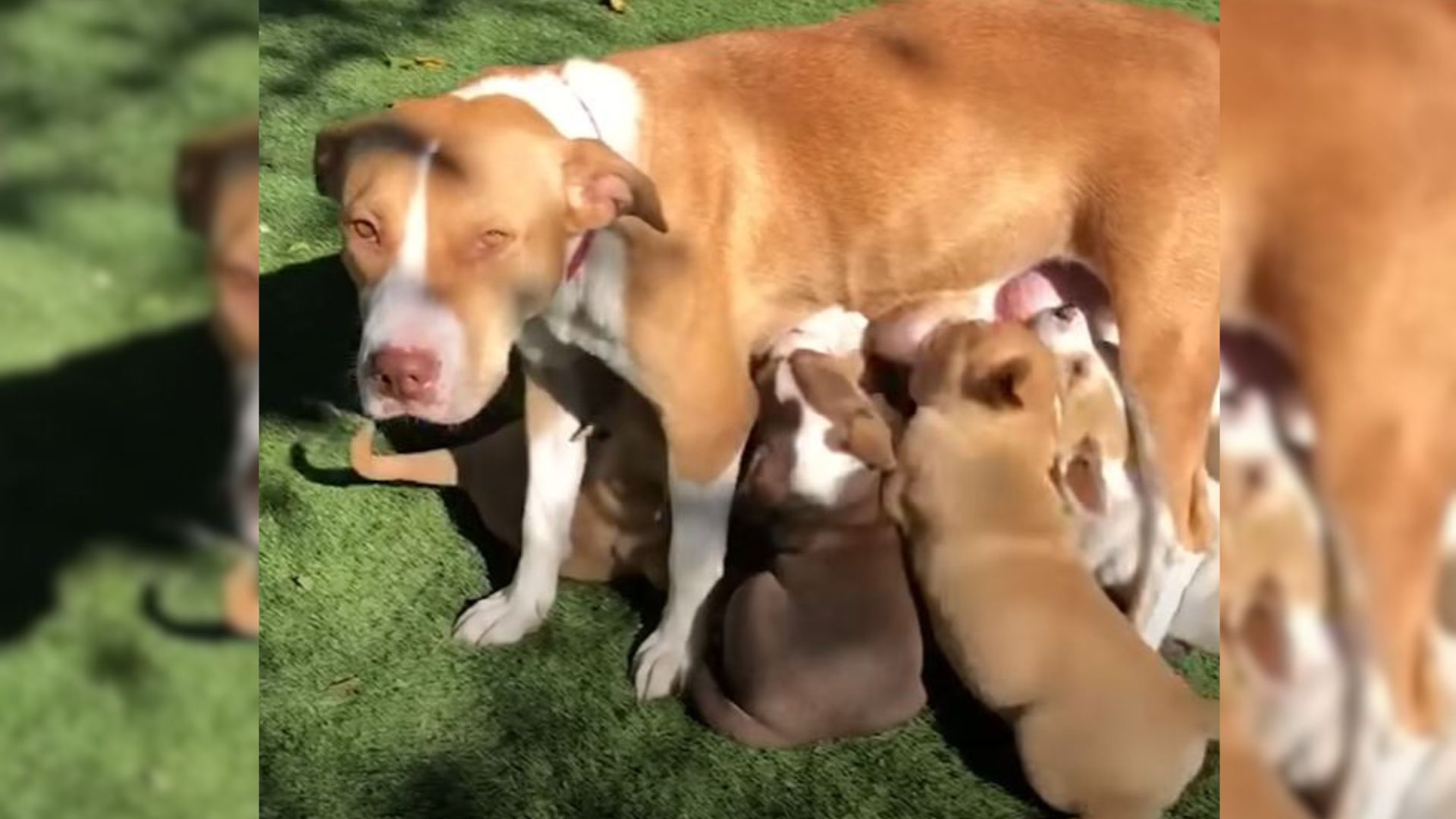 pitbull with puppies