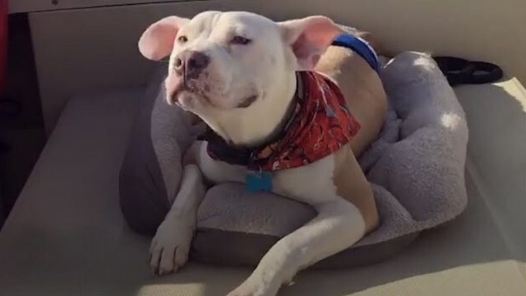 Paralyzed Pup