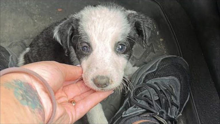 pupppy found on the road