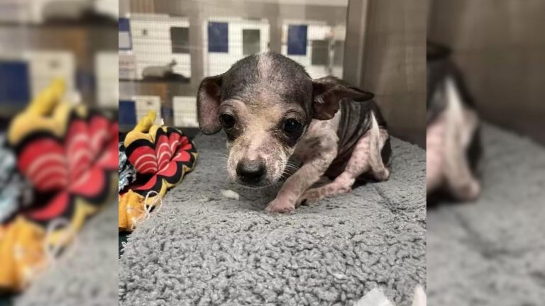 tiny chihuahua puppy in shelter