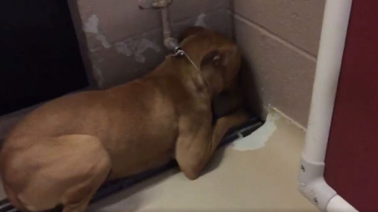 brown dog laying in the corner