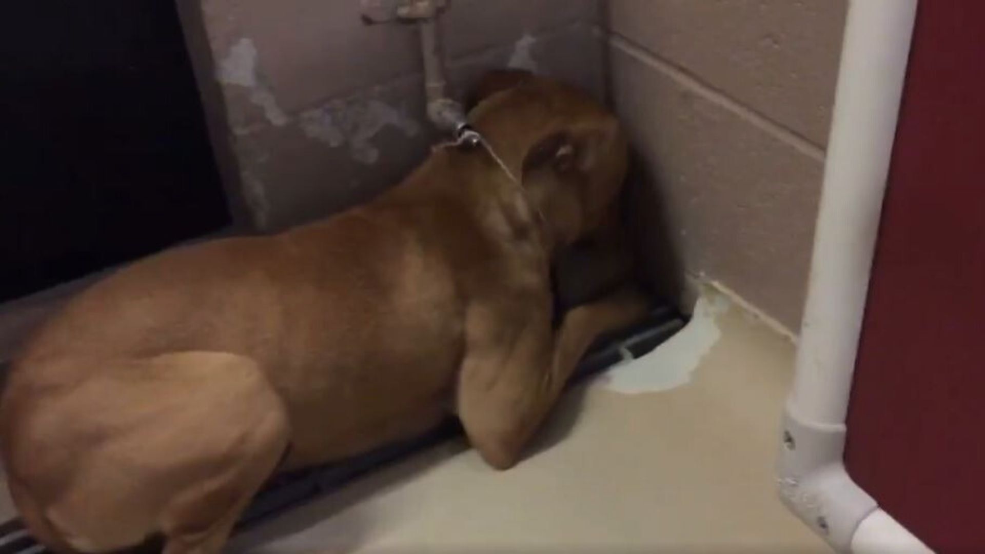 Traumatized Orphan Puppy Was Hiding In The Corner Until She Found Someone To Love