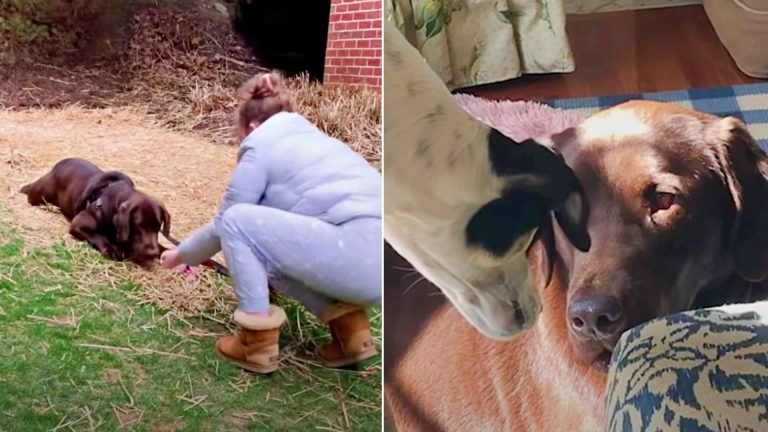 Puppy Mill Dog Learns What It Feels To Be Loved For The First Time