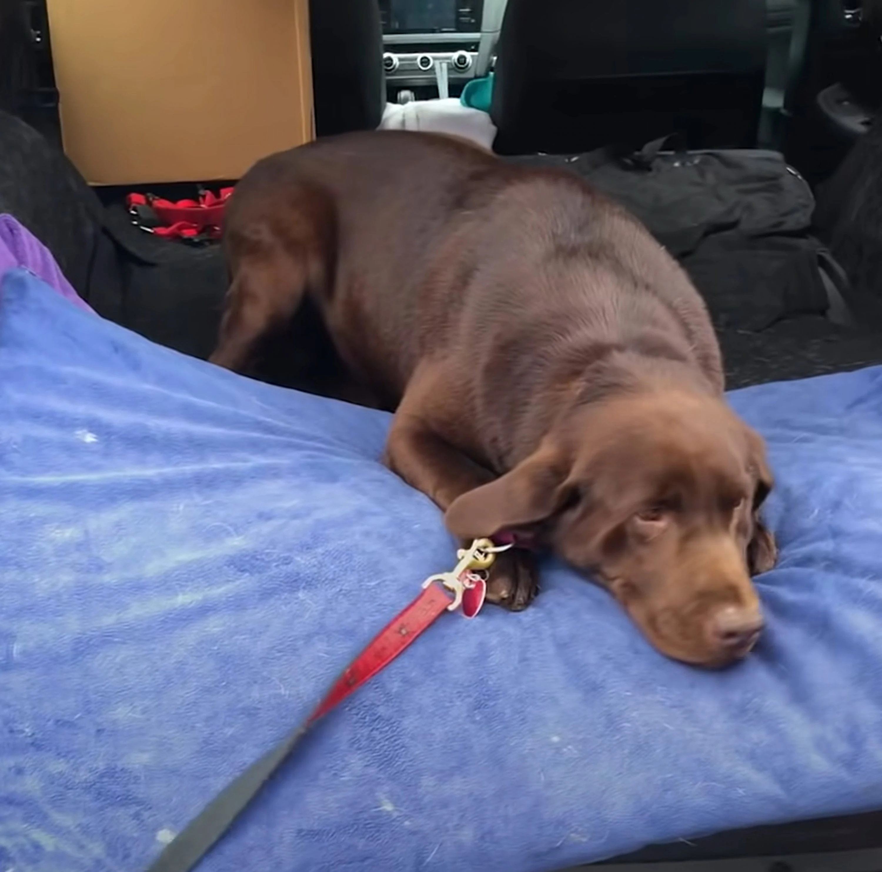 Traumatized Puppy is lying in the car on a blue blanket