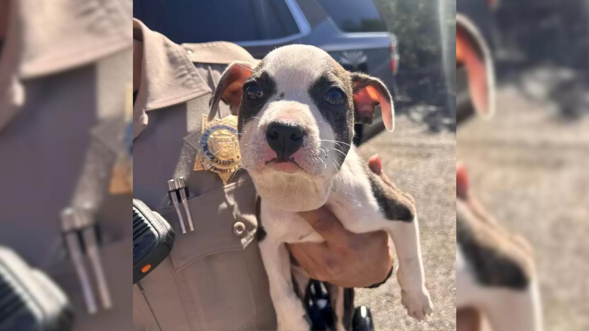 Truck Driver Notices A Sweet Puppy On Highway With Something Unusual Wrapped Around Her Neck