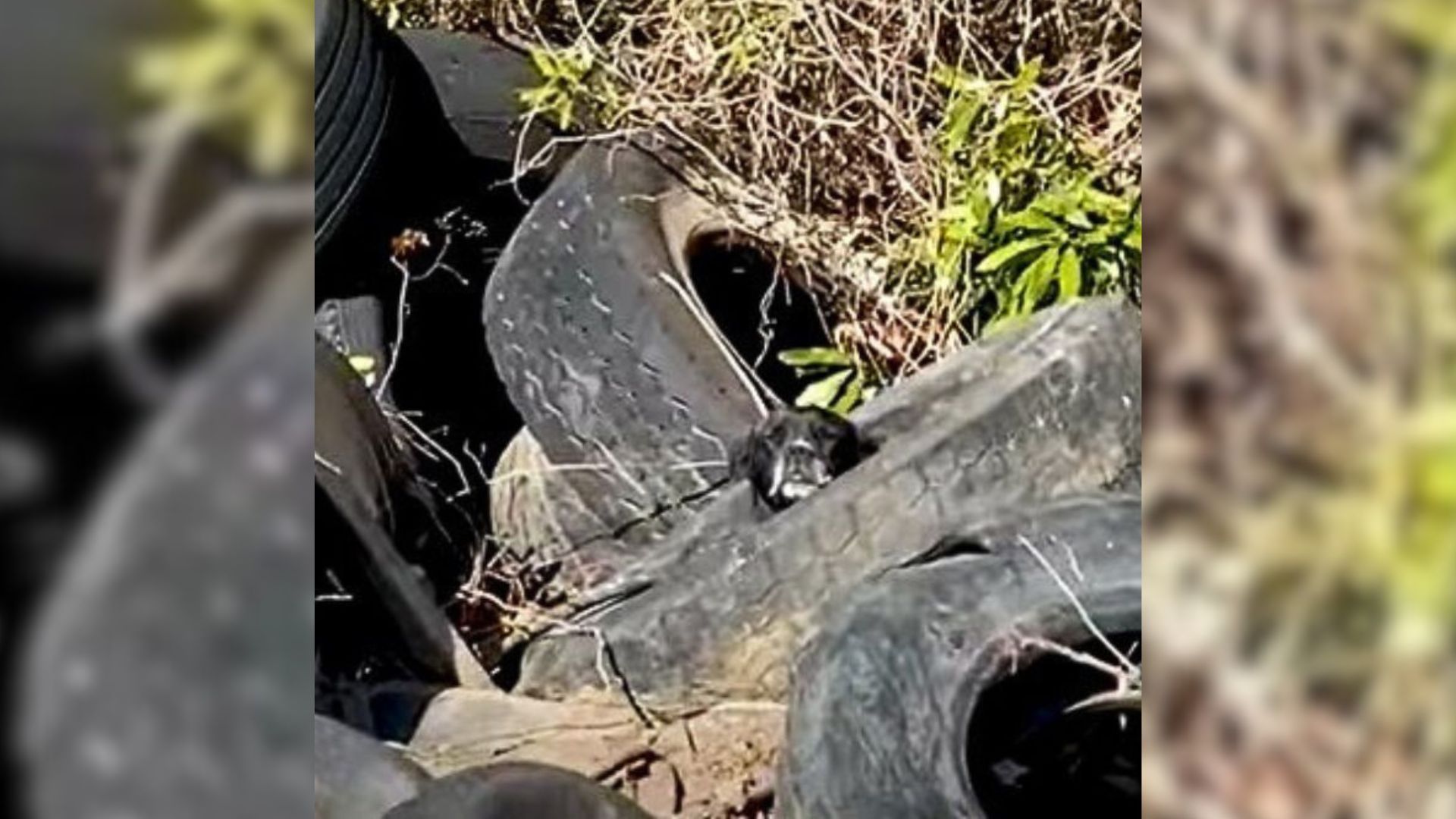 Truck Drivers Find A Sweet Abandoned Pup Living In A Pile Of Tires