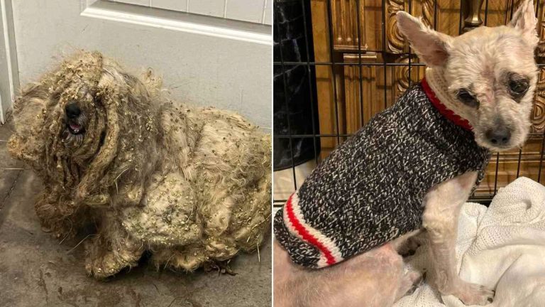 photo of matted dog