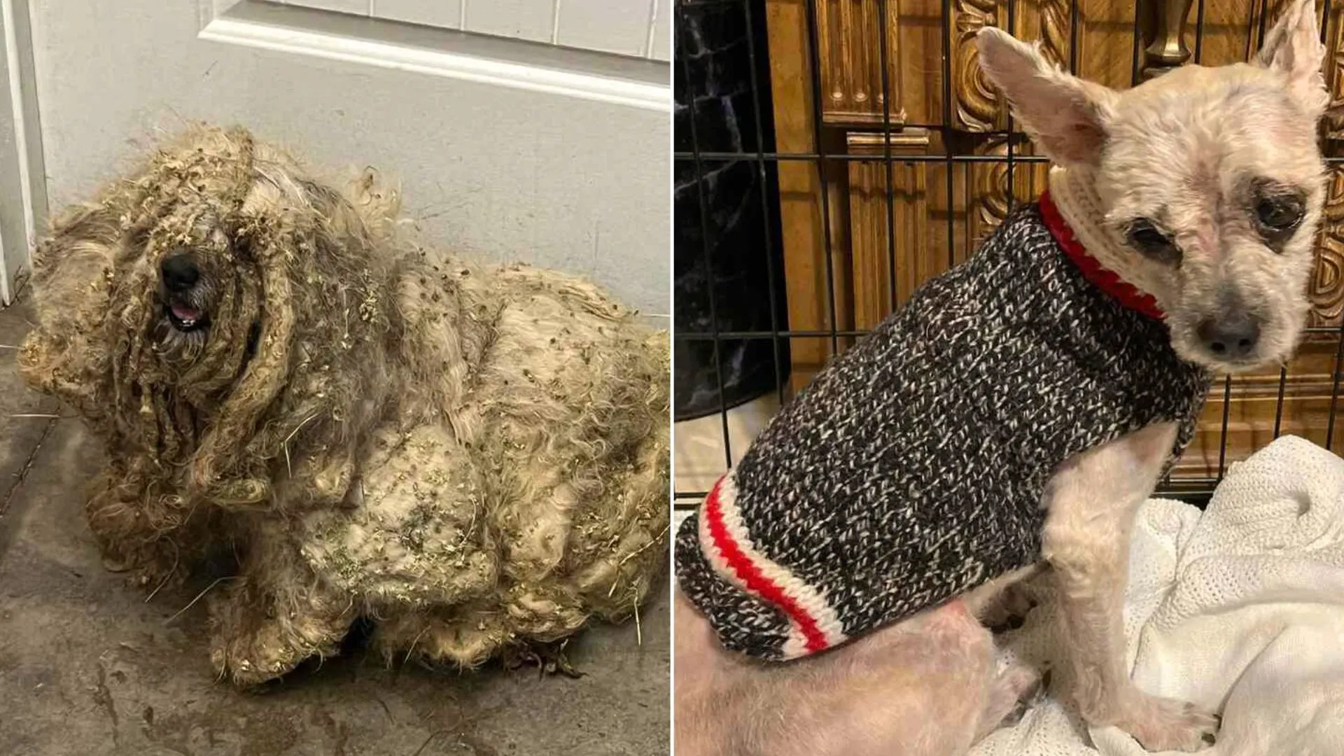 photo of matted dog