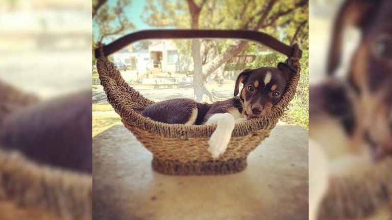 Unwanted Dog Blossomed In The Right Environment
