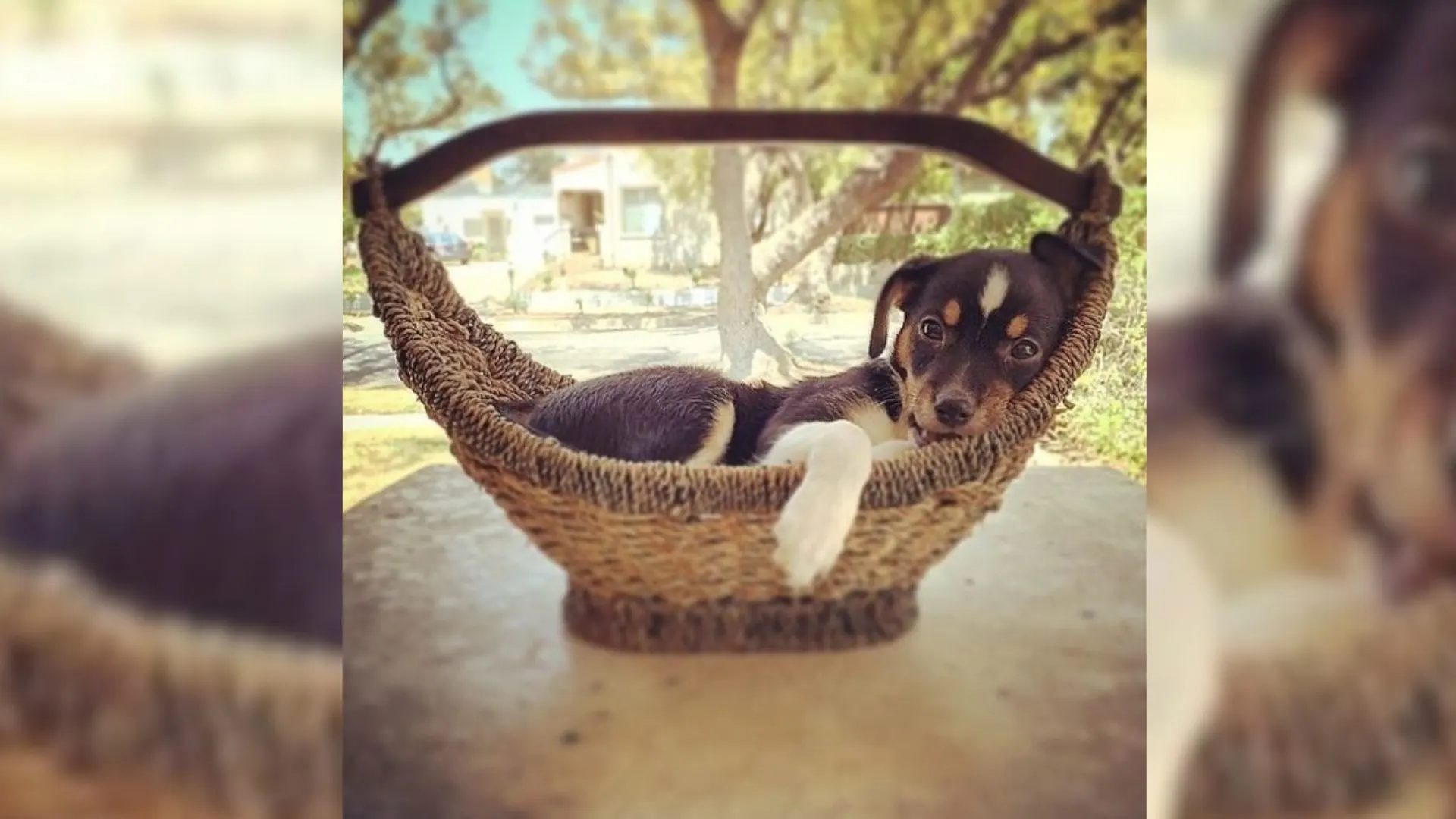 Unwanted Dog Blossomed In The Right Environment And Showed Her Spelling Talent