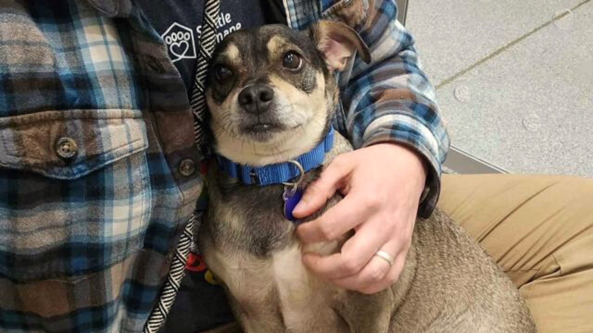 Viral Video Helped This Senior Dog To Start A New Life After Being Surrendered From His Home