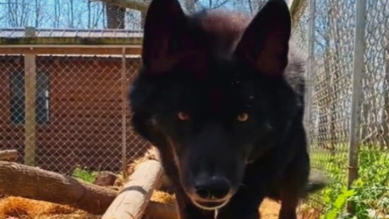 photo of a wolf dog