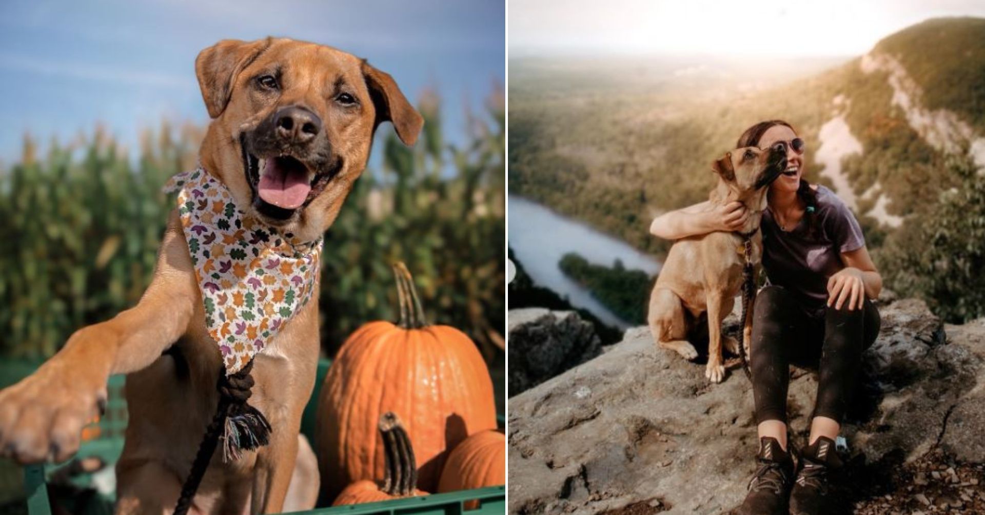 Woman Adopted A Dog Who Helped Her Get Over A Very Tough Period In Life