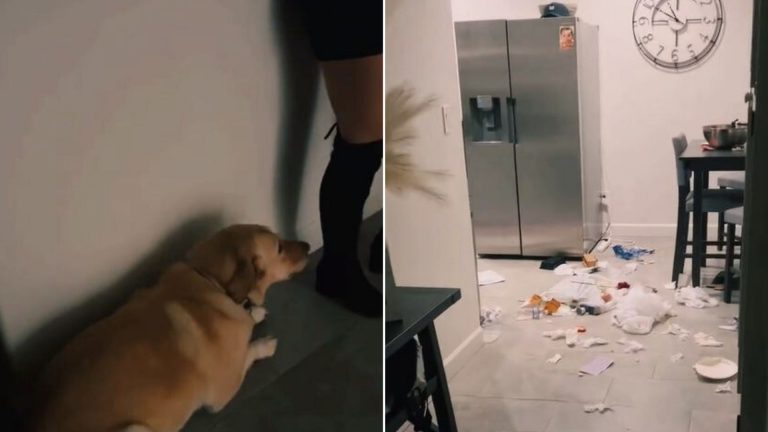 dog made a mess in the house