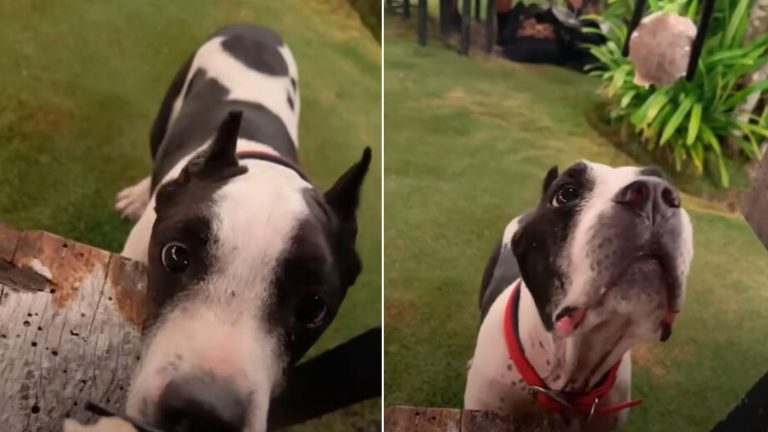 Woman Convinces Owner To Surrender His Dog