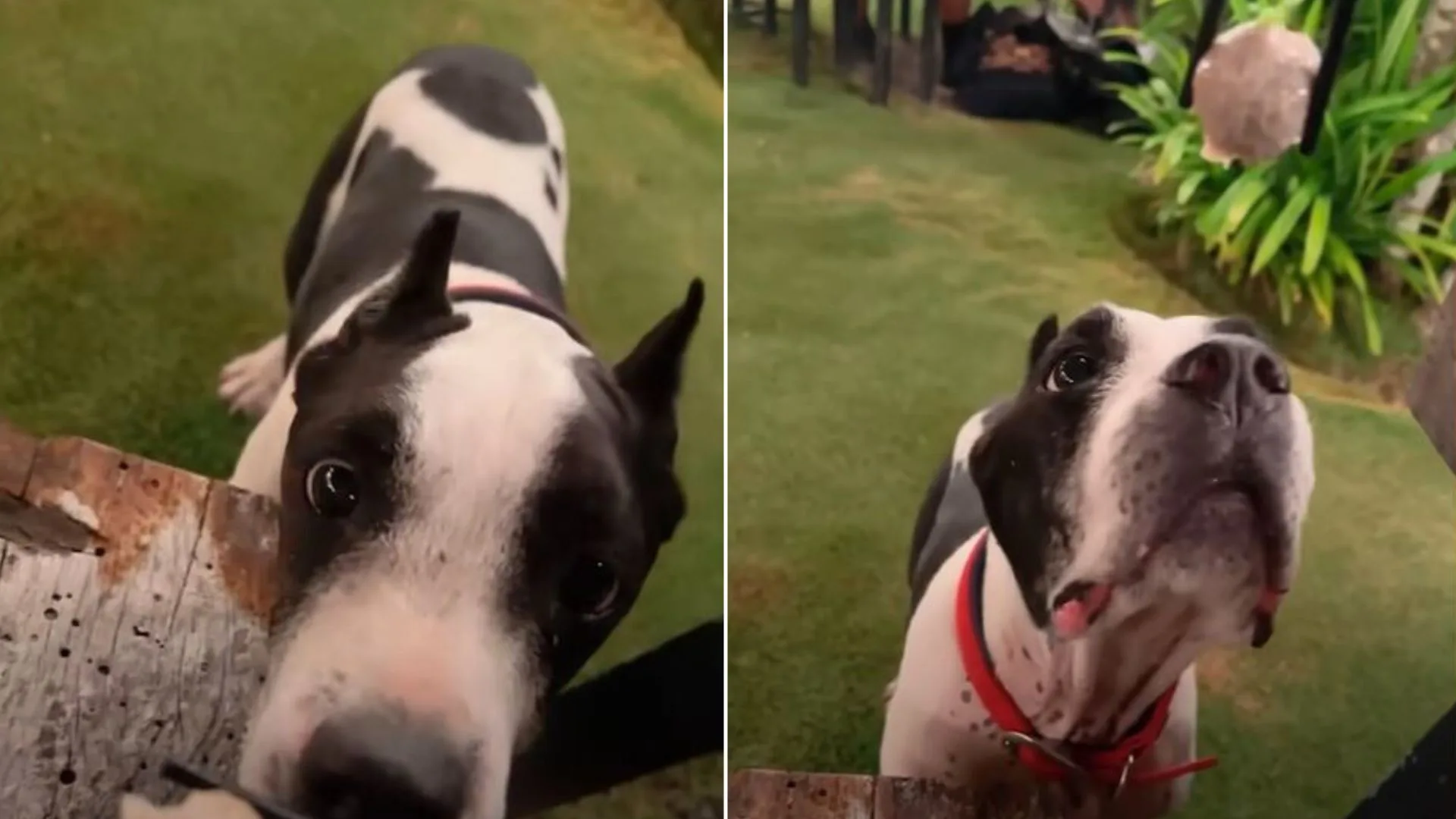 Mujer convence al dueño de que entregue a su perro después de encontrarlo comiendo basura  