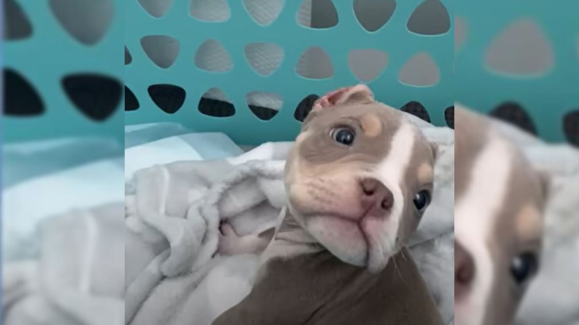 Woman Didn’t Want Bully Dog At All, But Now This Pup Is Her Everything