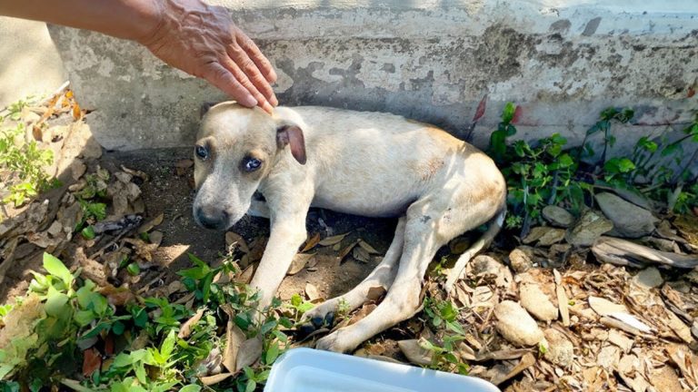 injured dog laying next to wall