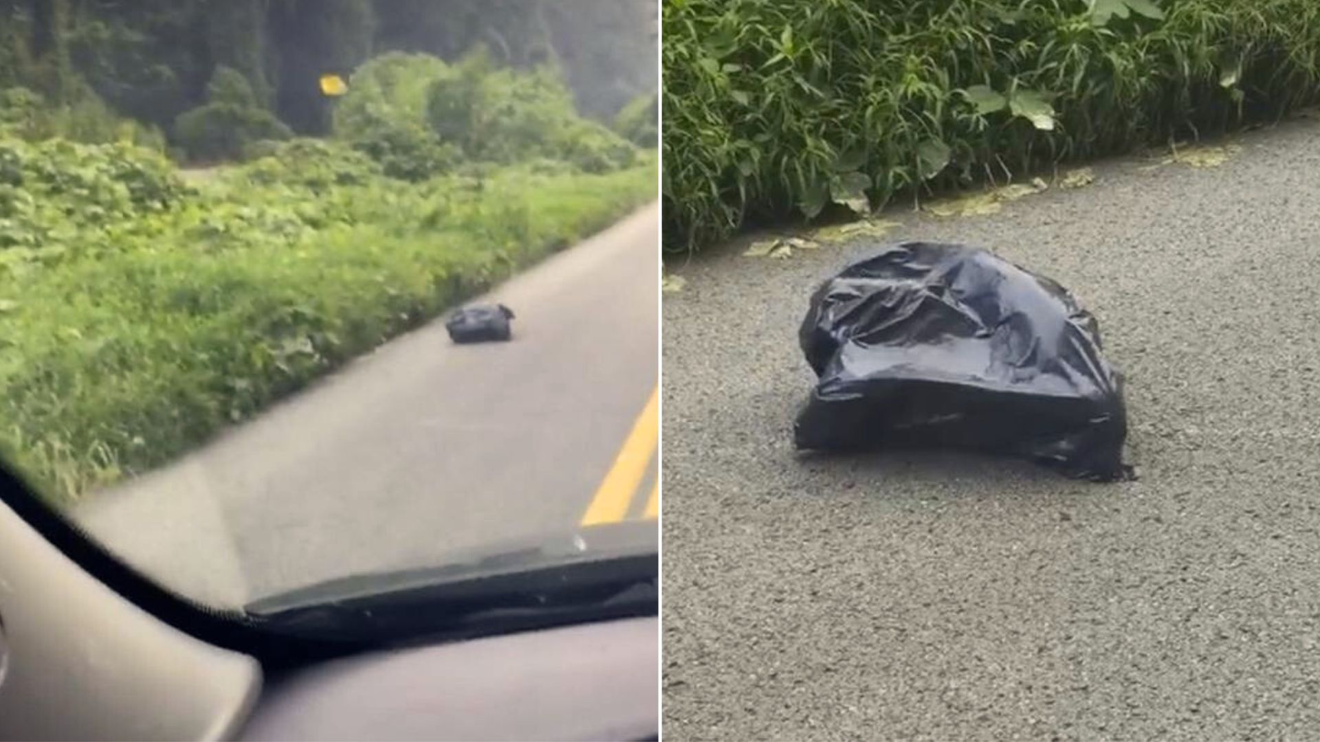 Woman Driving To Work Shocked To Find A Trash Bag Moving In The Road