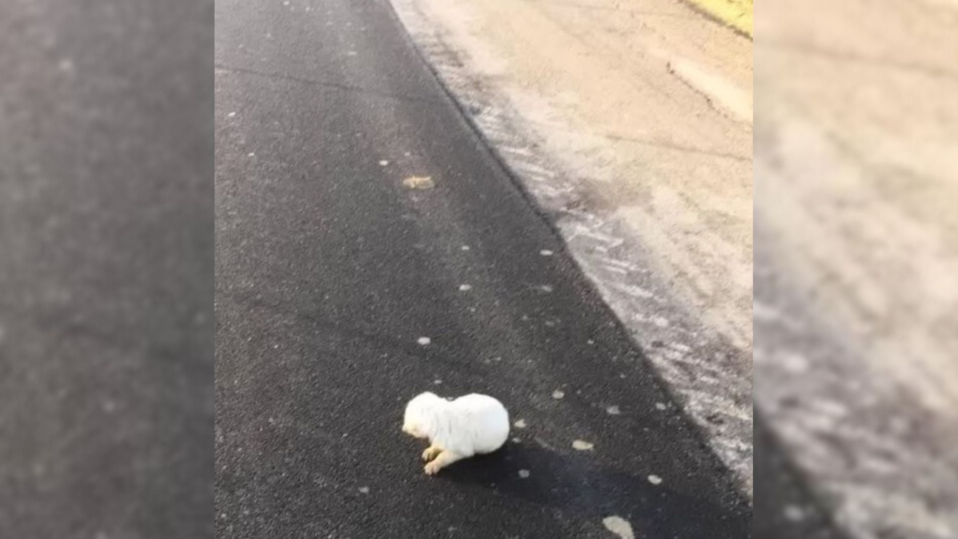 7-Day-Old Puppy Was Lying Helplessly On The Road Until She Noticed Him