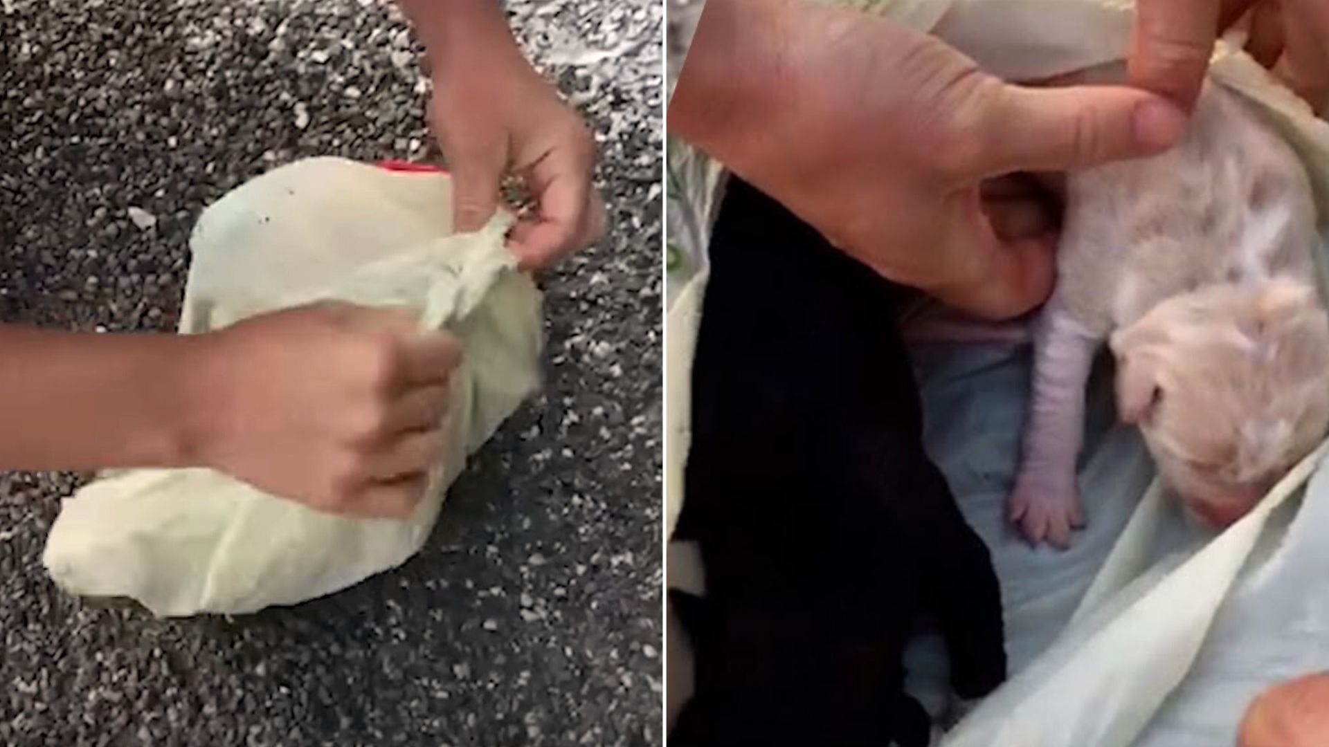 Woman Hears Noise In The Bushes And Is Shocked When She Sees The Plastic Bag