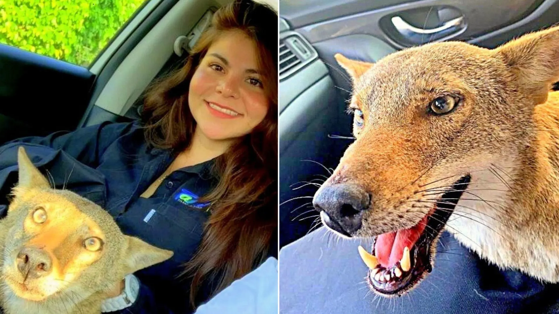 Una mujer rescata a un “perro” herido de la carretera y descubre que no es un perro en absoluto
