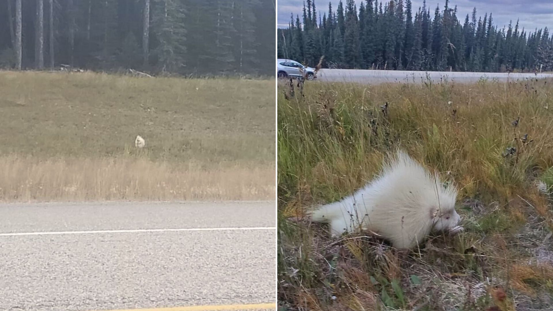 Woman Notices A Strange Animal Near The Road And Is Shocked To Learn Its True Identity