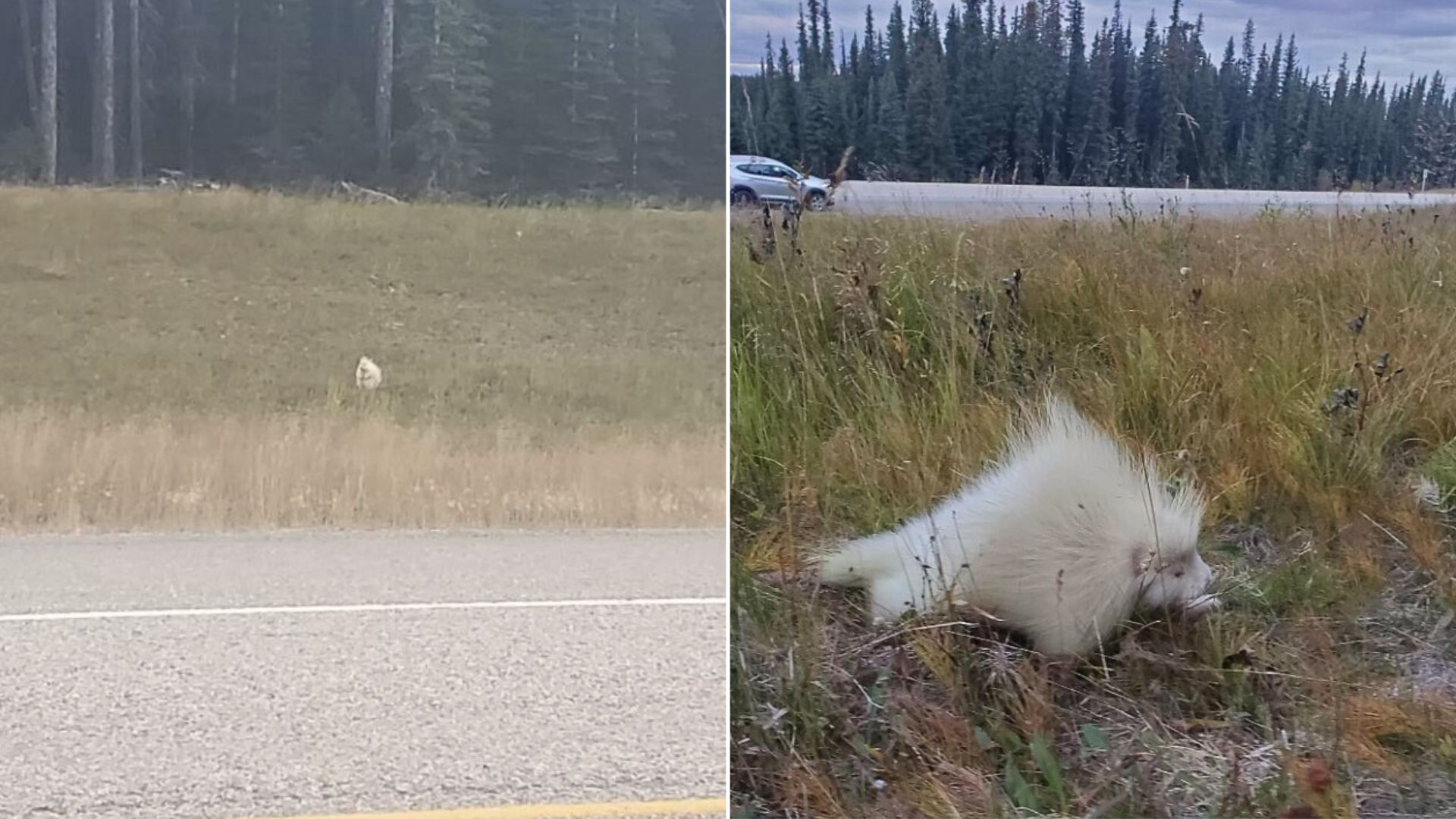 rare porcupine
