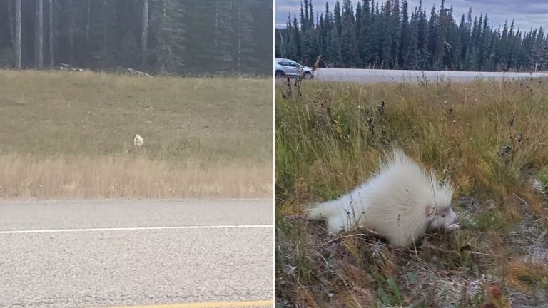 rare porcupine