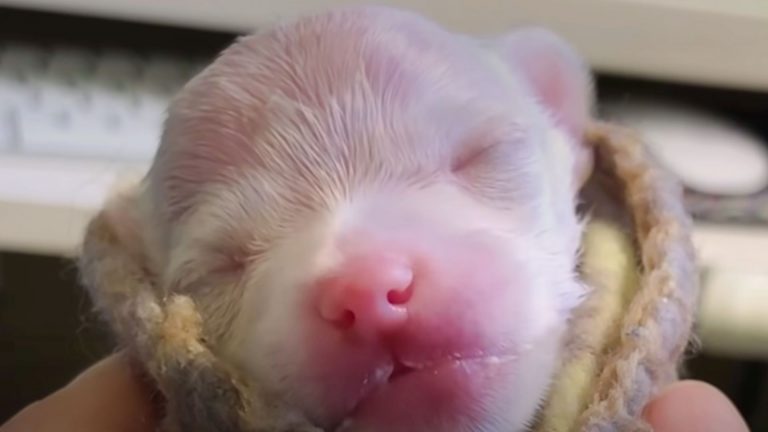 premature newborn puppy