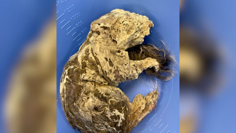 photo of animal in a bad condition