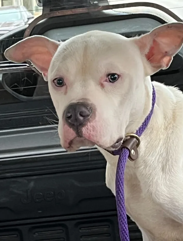 a beautiful dog with a purple leash