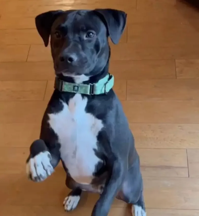 a black and white dog sits on its hind legs