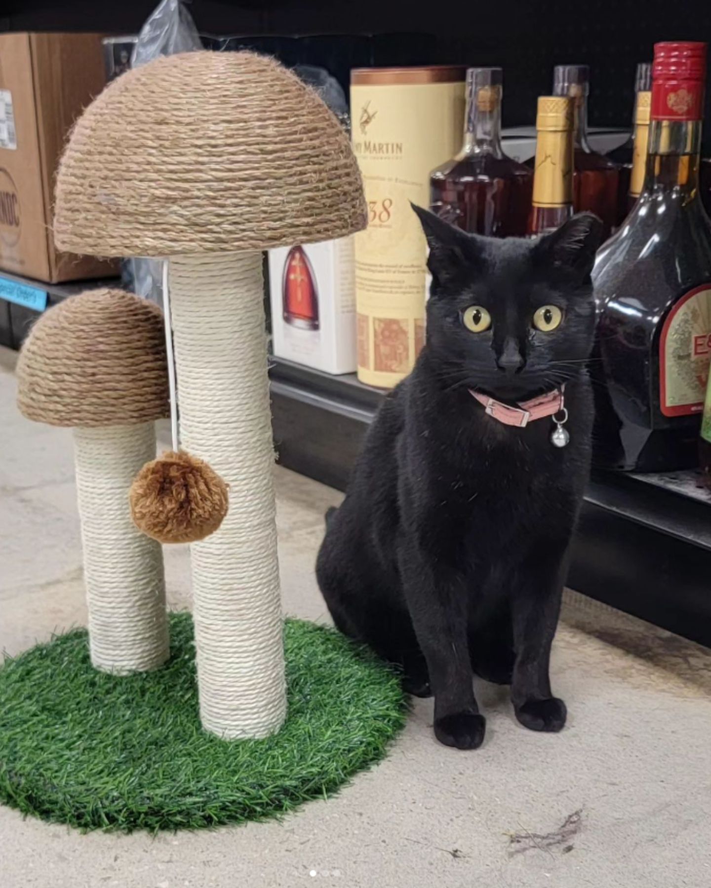 a black cat sits next to a scratching post