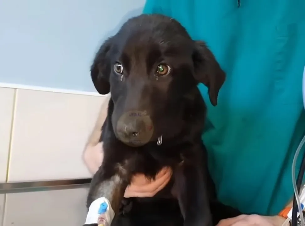 a black dog in the veterinarian's arms is crying