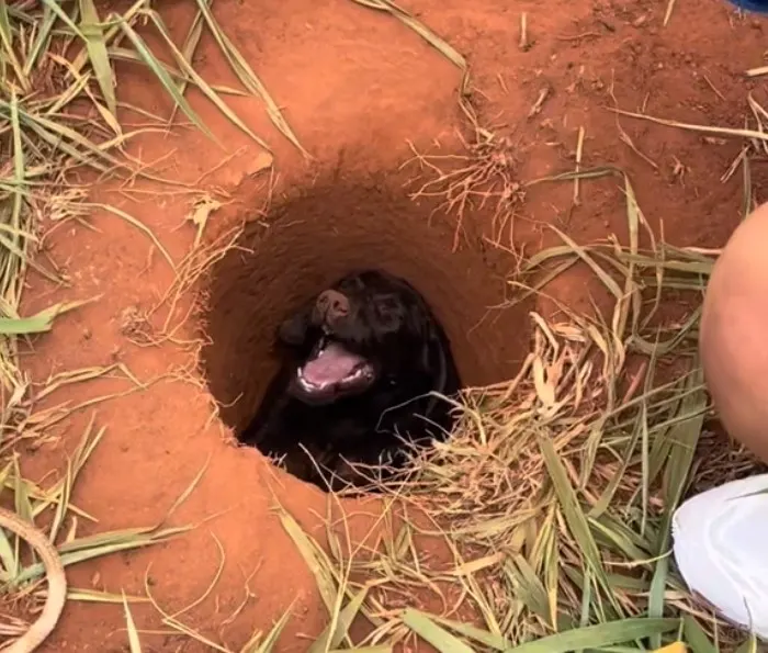 a black dog peeks out of the hole