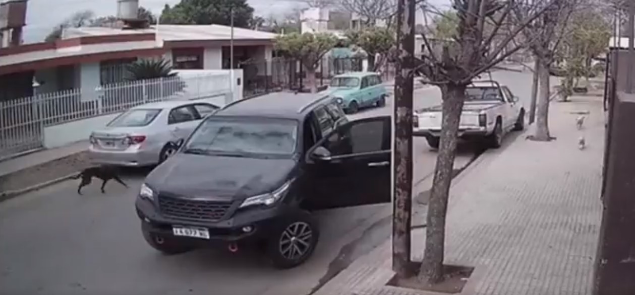 a black dog runs towards an open car