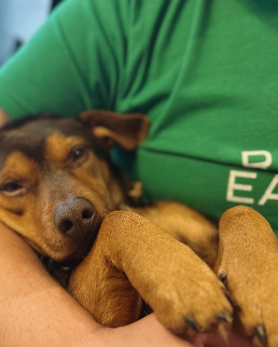 a brown dog curled up in a man's arms