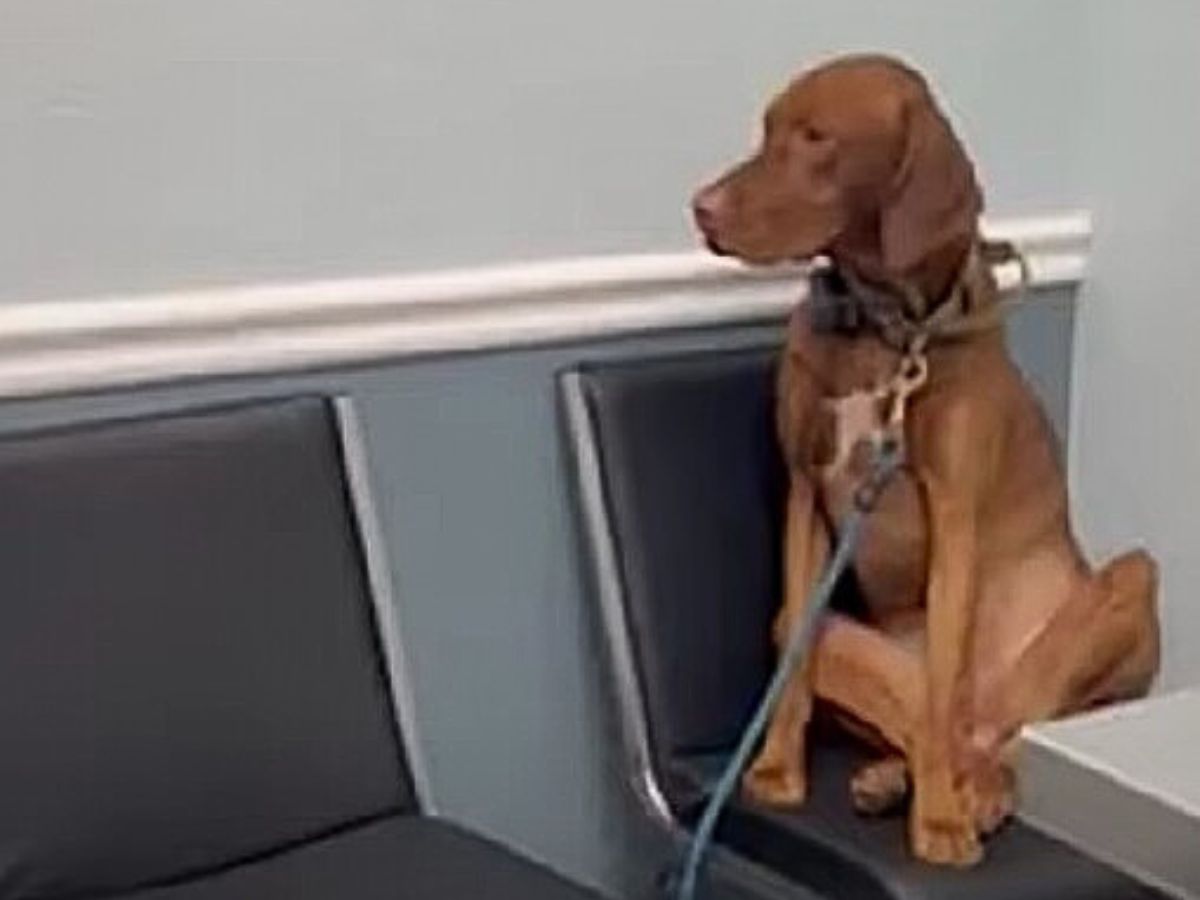 a brown dog on a leash sits on a leather chair