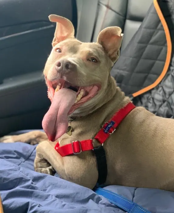 a brown pit bull with its tongue out is lying in the car