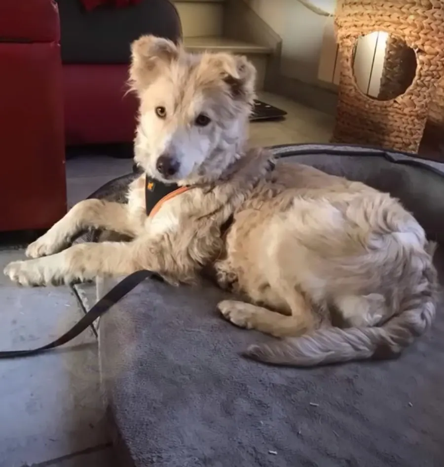a cute dog is lying on a gray pillow and looking at the camera
