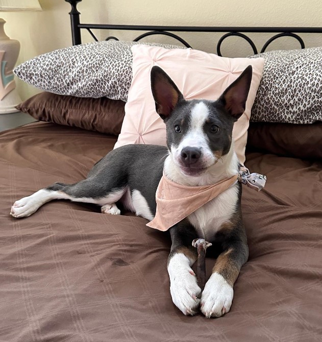 a cute dog with a treat in his paws is lying on the bed